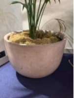 Plant Pot