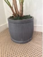 Pot Plant