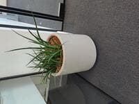 Round plant pot and plant 