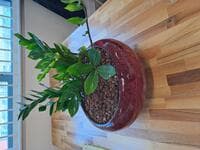 Plant pot with plant 